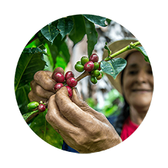Farmer hand-picking ripe red coffee cherries from a coffee plant to ensure high-quality specialty coffee beans.