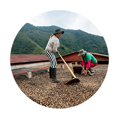 Coffee farmers drying freshly harvested coffee beans under the sun as part of the specialty coffee processing journey.