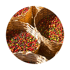 Baskets filled with ripe red coffee cherries freshly harvested from coffee farms for premium specialty coffee production.