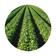 Coffee farm with vibrant green plantation rows, showcasing sustainable farming practices and high-quality specialty coffee bean production.