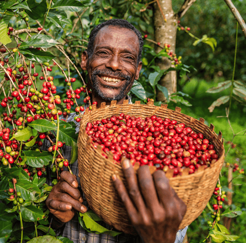 Coffee Bean Types Explained