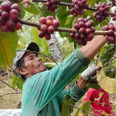 Barako Strength Coffee Beans: A Guide to Bold Filipino Coffee