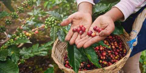 Coffee farmer holding freshly picked ripe coffee cherries over a basket during harvest, showcasing the origin of specialty coffee beans.