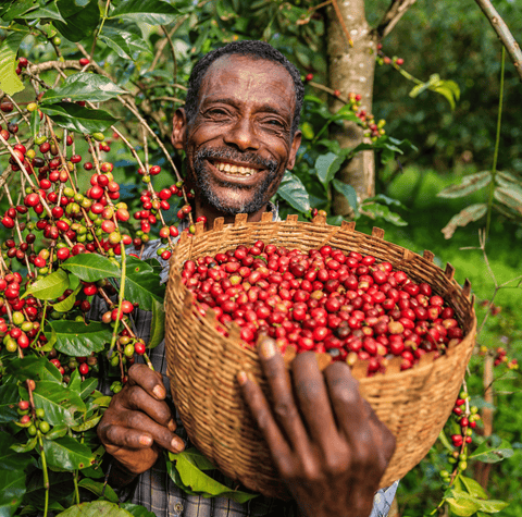 Smiling coffee farmer holding a basket of freshly harvested ripe coffee cherries in a lush coffee plantation, showcasing the origin of specialty coffee.